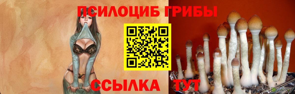 Киржач  Галлюциногенные грибы Psilocybe  Вход с VPN  Псилоцибиновые грибы мицелий 